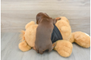 Cute Doxie Purebred Puppy