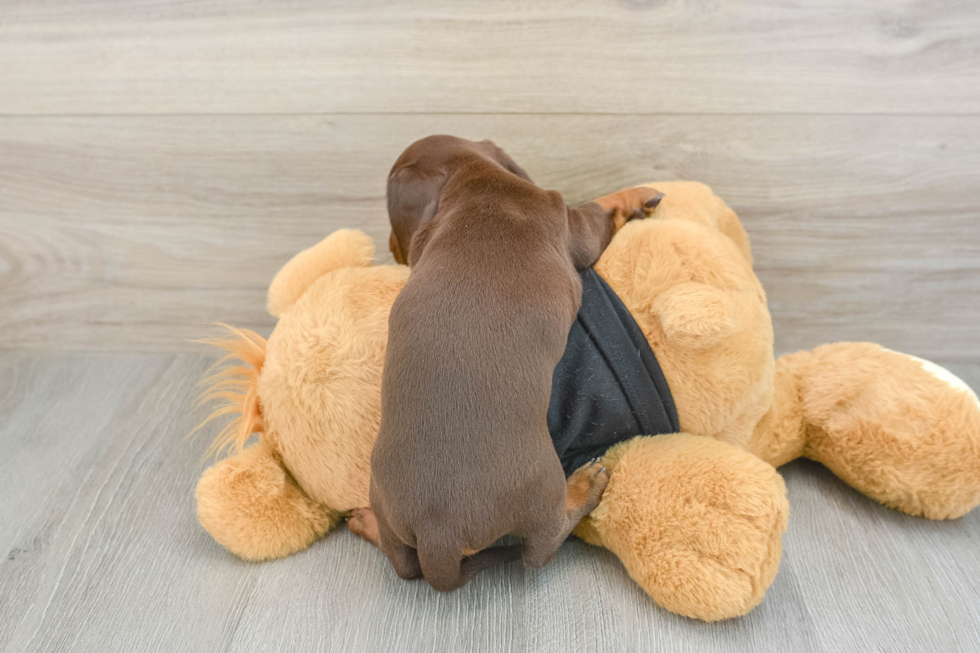 Cute Doxie Purebred Puppy