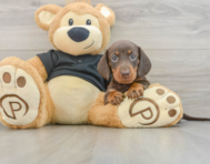 5 week old Dachshund Puppy For Sale - Premier Pups