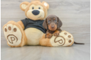 Cute Dachshund Baby