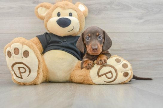 Cute Dachshund Baby