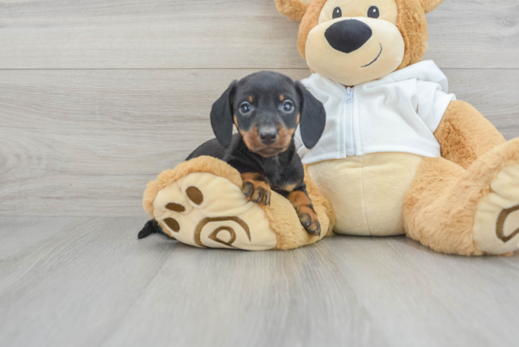 Best Dachshund Baby