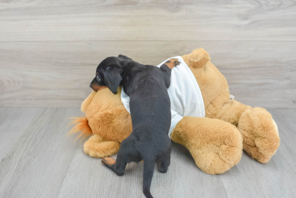 Cute Dachshund Purebred Pup