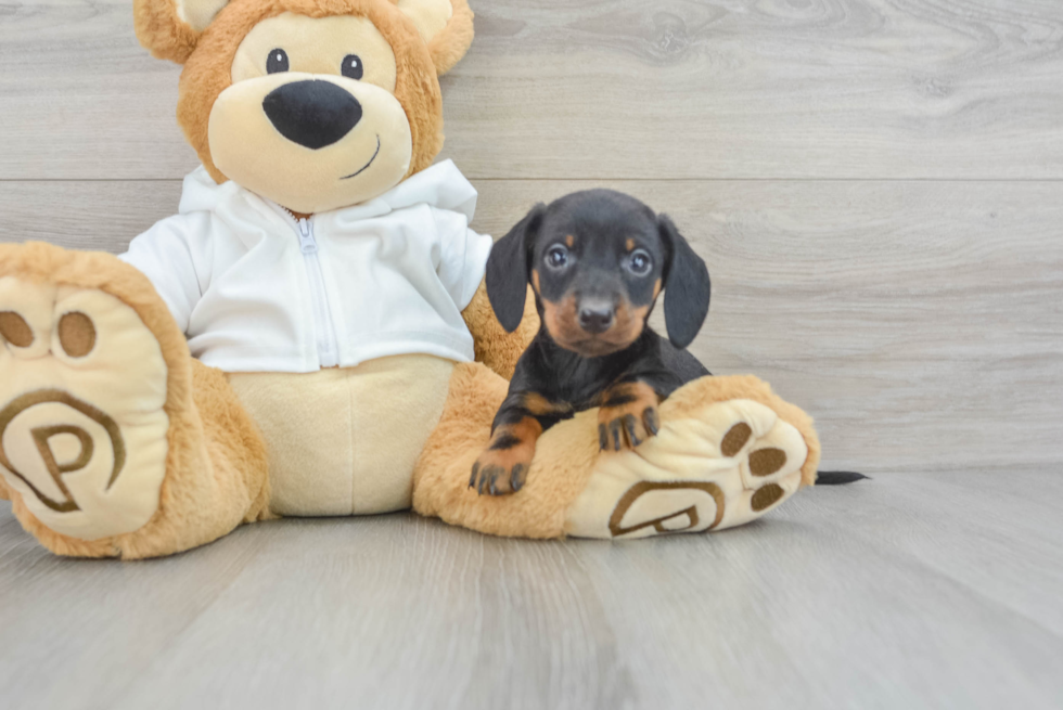 Dachshund Pup Being Cute