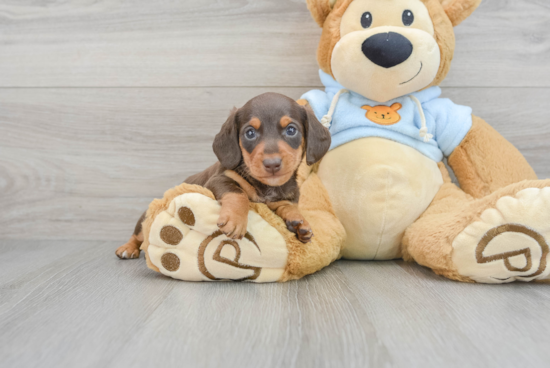 Cute Dachshund Baby