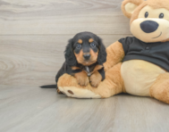 5 week old Dachshund Puppy For Sale - Premier Pups