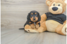 Cute Doxie Purebred Puppy