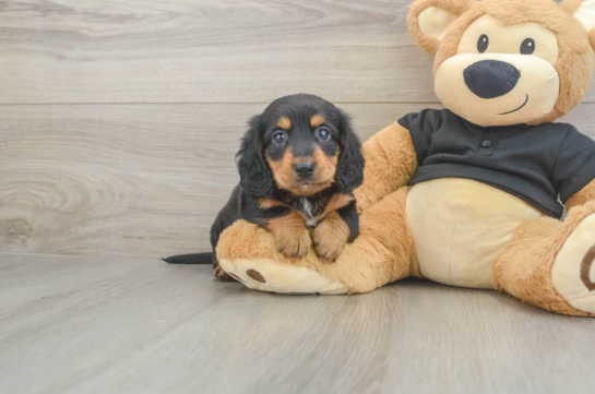 Cute Doxie Purebred Puppy