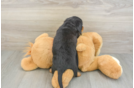 Cute Doxie Purebred Puppy