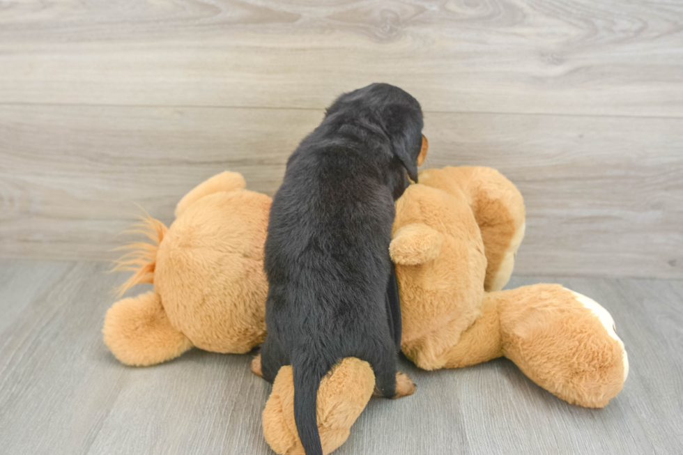 Cute Doxie Purebred Puppy