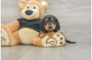 Cute Dachshund Baby