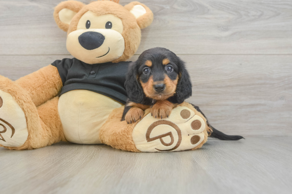 Cute Dachshund Baby