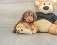 5 week old Dachshund Puppy For Sale - Premier Pups