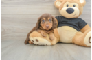 Cute Dachshund Baby