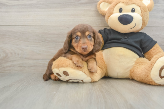 Cute Dachshund Baby