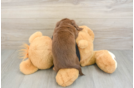 Best Dachshund Baby