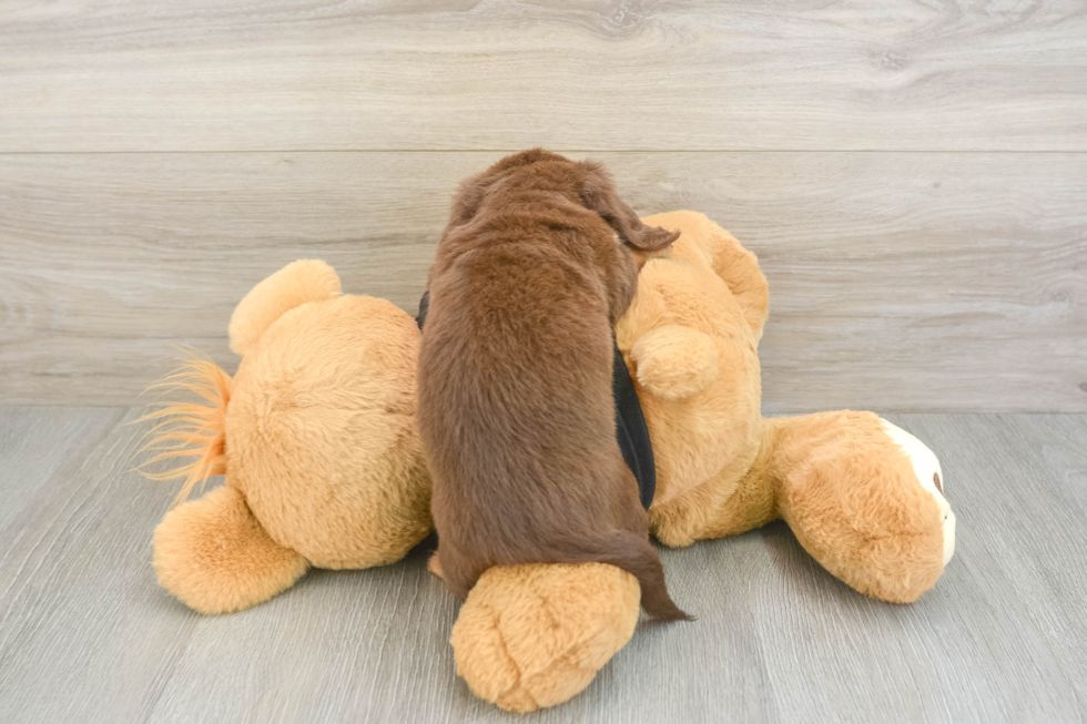 Best Dachshund Baby