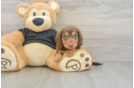 Best Dachshund Baby