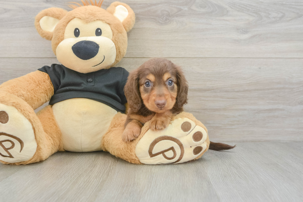 Best Dachshund Baby