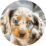 Dachshund Puppies For Sale - Premier Pups Dachshund Puppies For Sale - Premier Pups