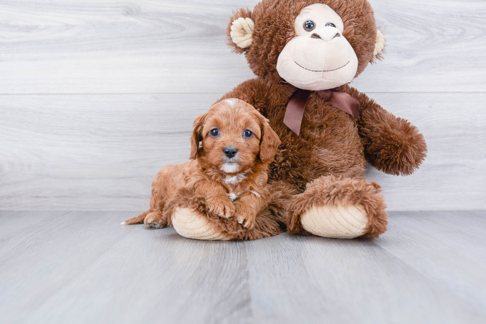 Cavapoo Pup Being Cute