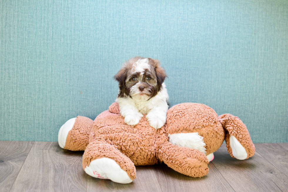 Akc Registered Havanese Baby