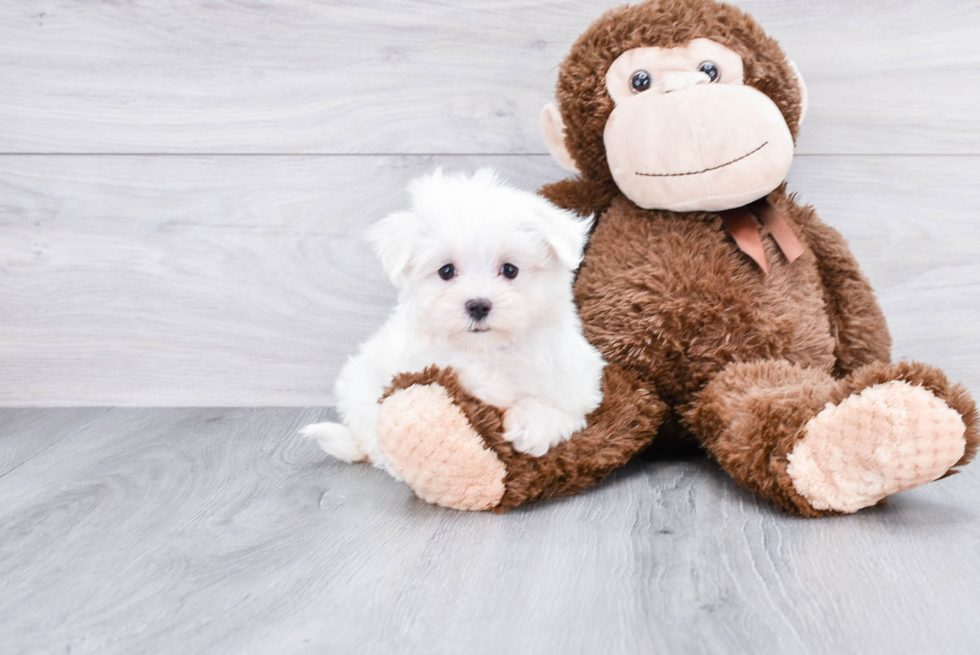 Maltese Pup Being Cute