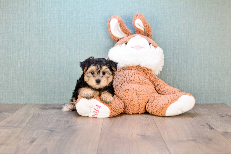 Morkie Pup Being Cute