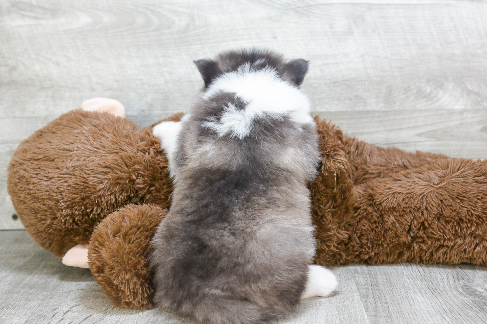 Cute Pomsky Baby