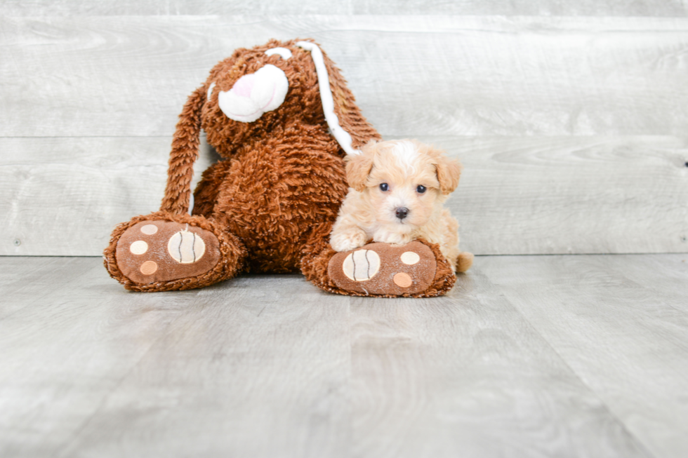 Maltipoo Pup Being Cute