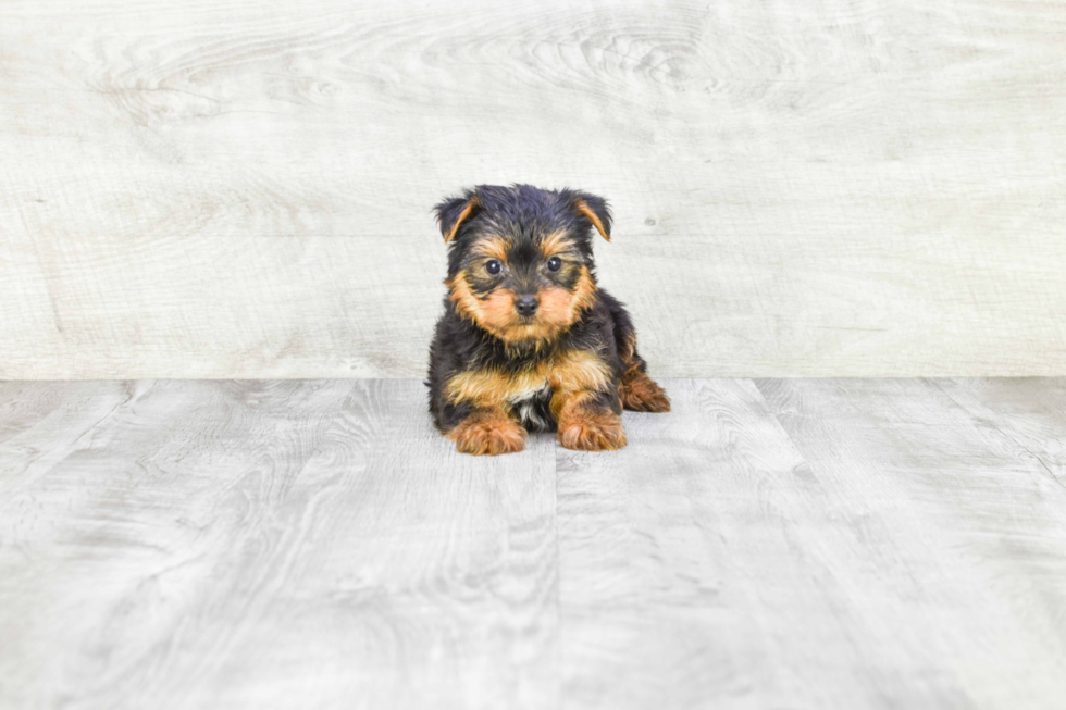 Meet Timmy - our Yorkshire Terrier Puppy Photo 