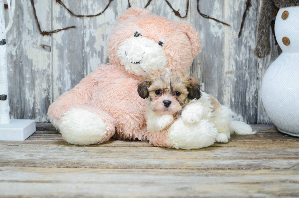 Teddy Bear Pup Being Cute