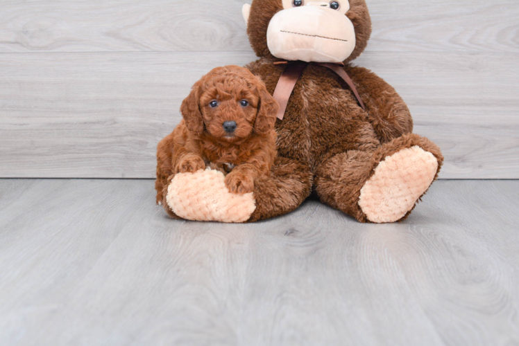 Playful Golden Retriever Poodle Mix Puppy