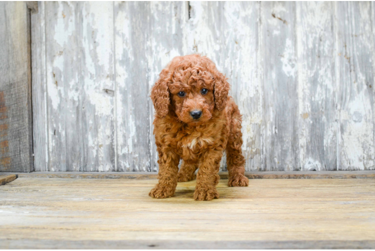 Smart Mini Goldendoodle Poodle Mix Pup