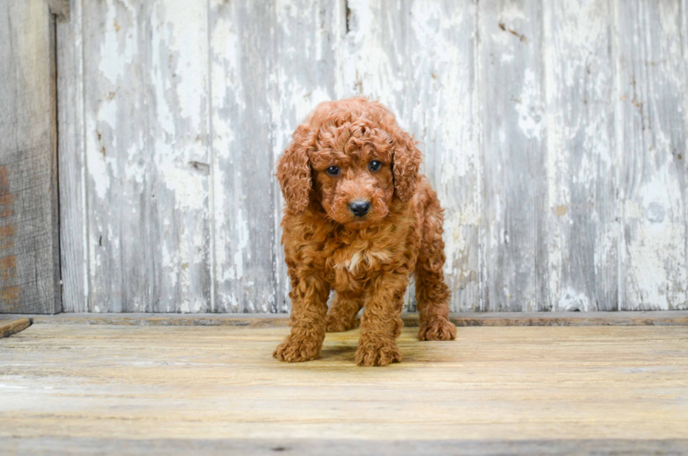 Smart Mini Goldendoodle Poodle Mix Pup