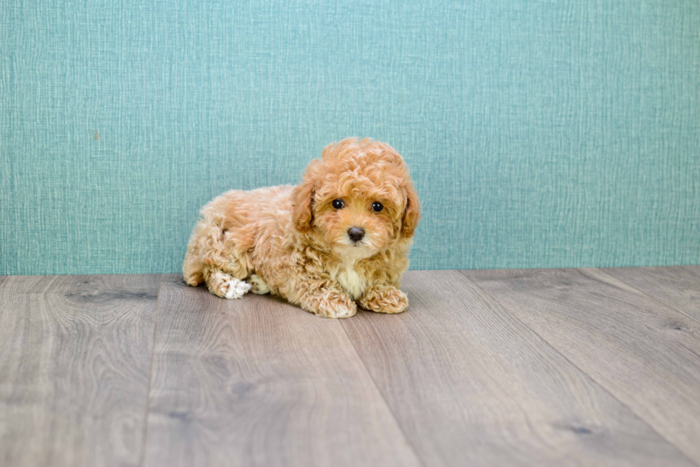 Cavapoo Pup Being Cute