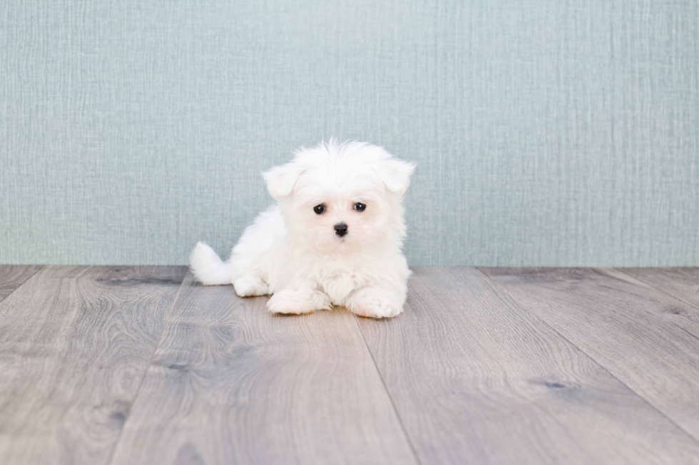 Maltese Pup Being Cute