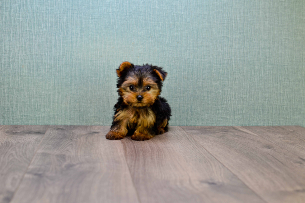 Meet Nugget - our Yorkshire Terrier Puppy Photo 