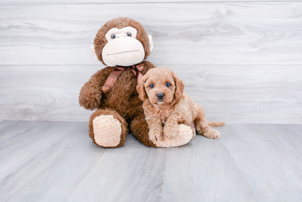 Cavapoo Pup Being Cute