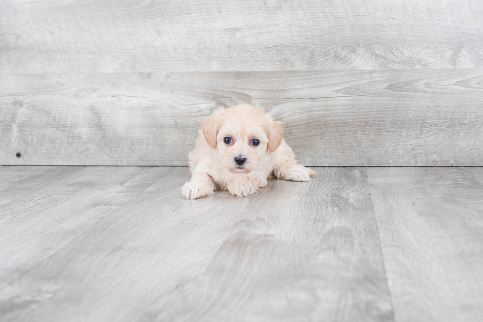 Happy Maltipoo Baby