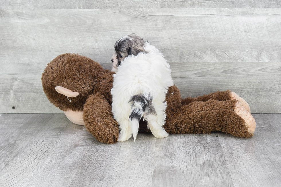 Best Teddy Bear Baby