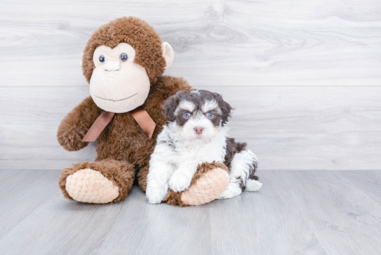 Best Havanese Baby