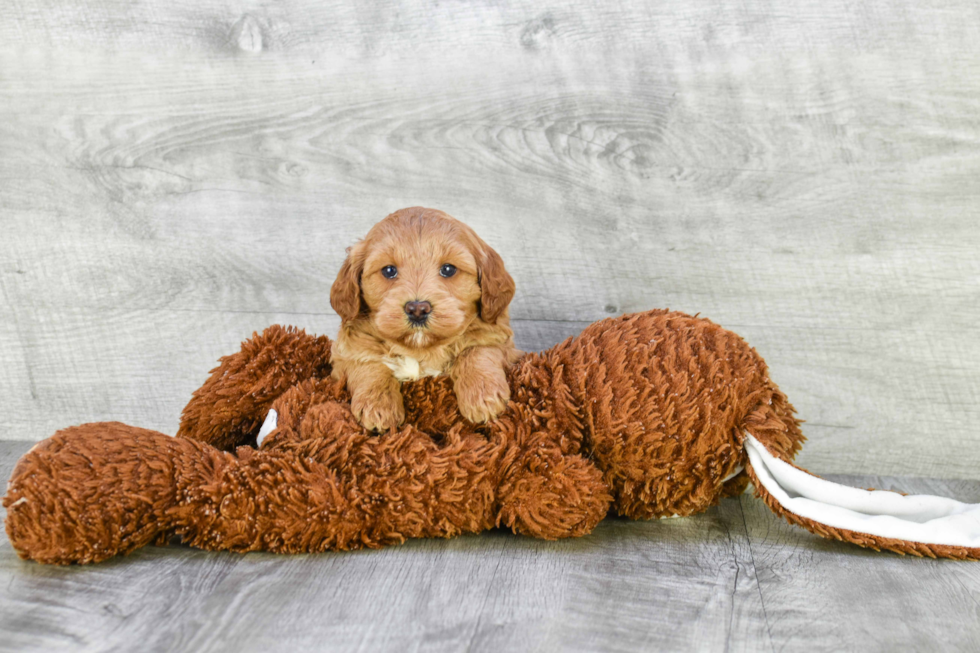 Best Mini Goldendoodle Baby