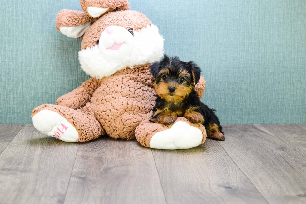 Meet Micro-Teacup-Twinkle - our Yorkshire Terrier Puppy Photo 