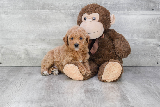 Mini Goldendoodle Puppy for Adoption