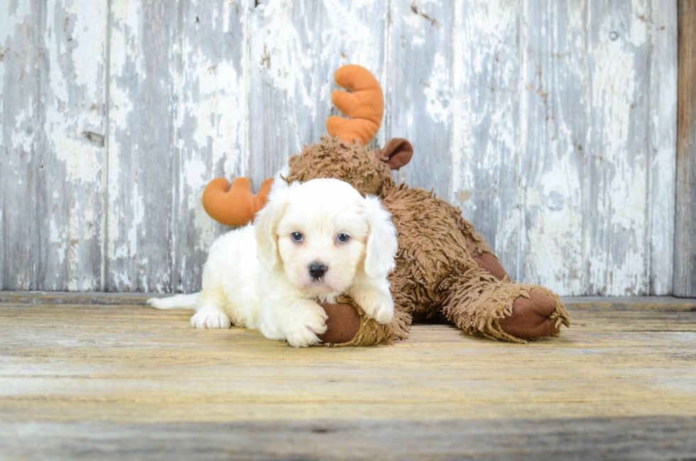 Friendly Cavachon Baby