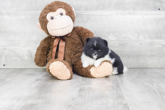 Playful Pomeranian Purebred Pup