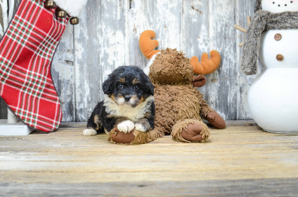 Mini Bernedoodle Pup Being Cute