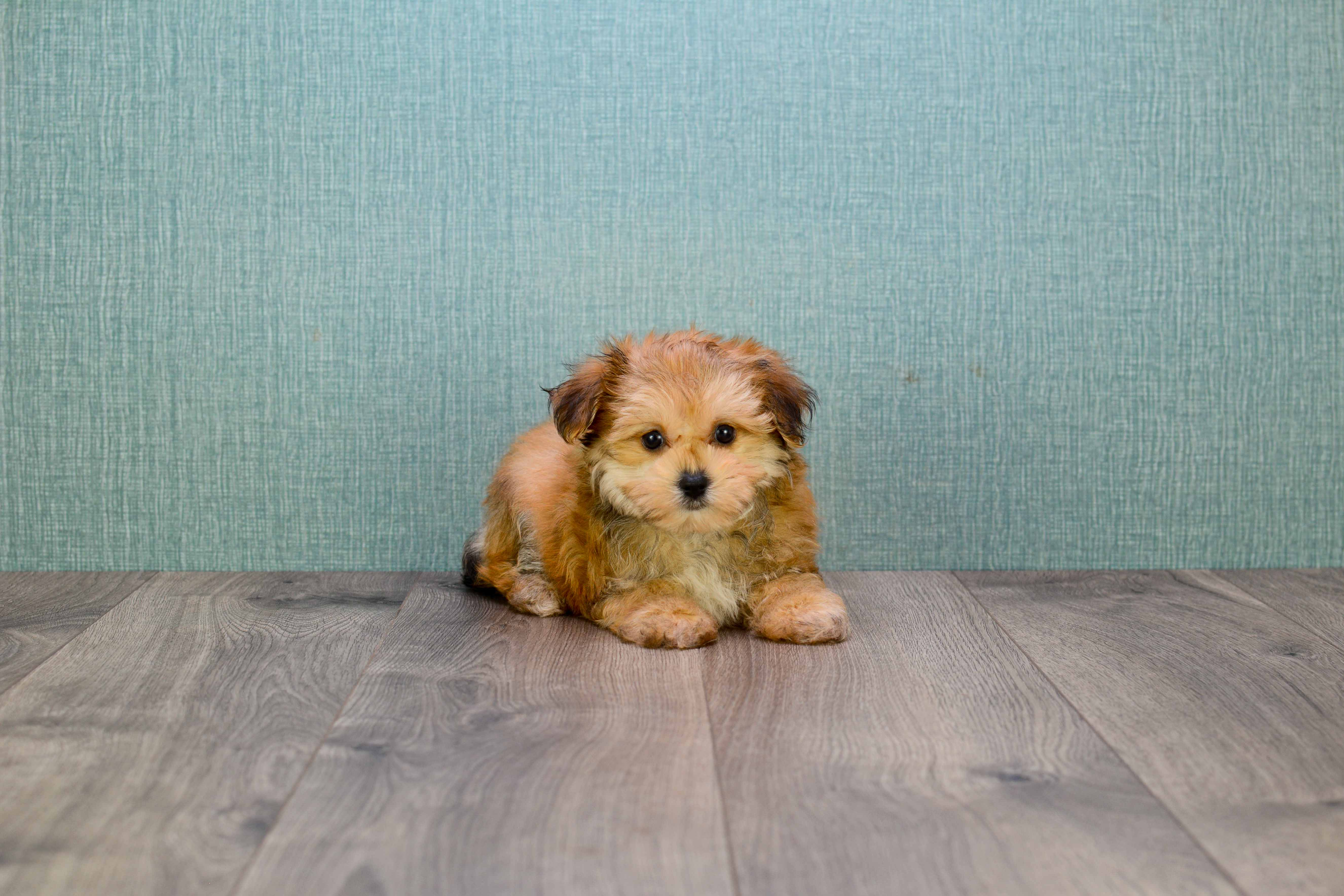 Best Morkie Baby