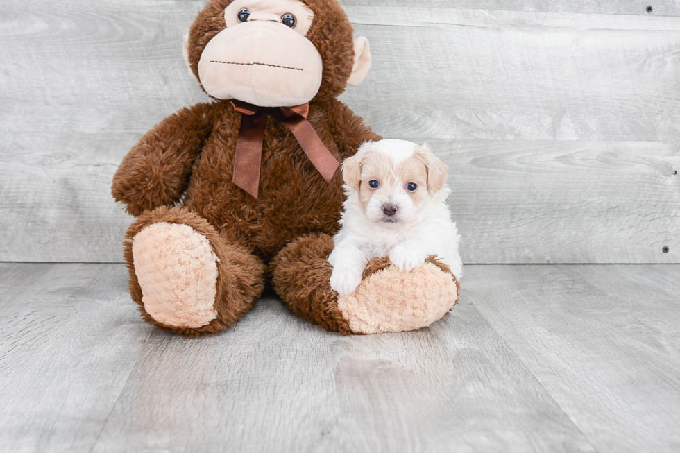 Maltipoo Pup Being Cute